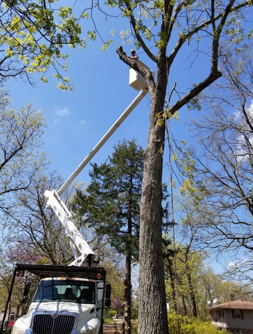Tree trimming with bucket truck