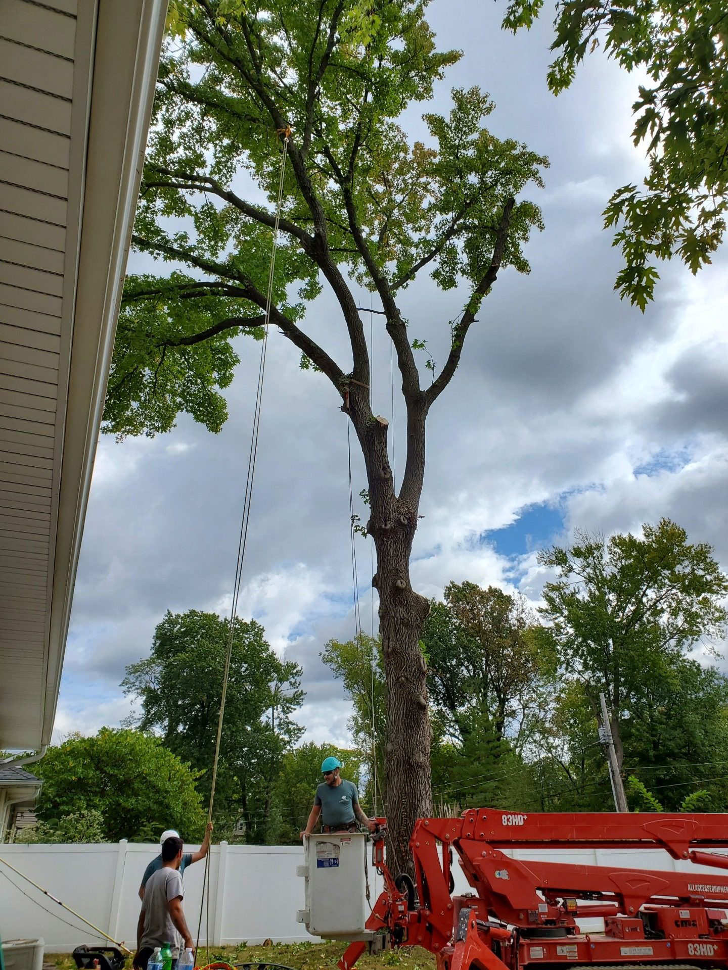 Arborists trimming large tree branches