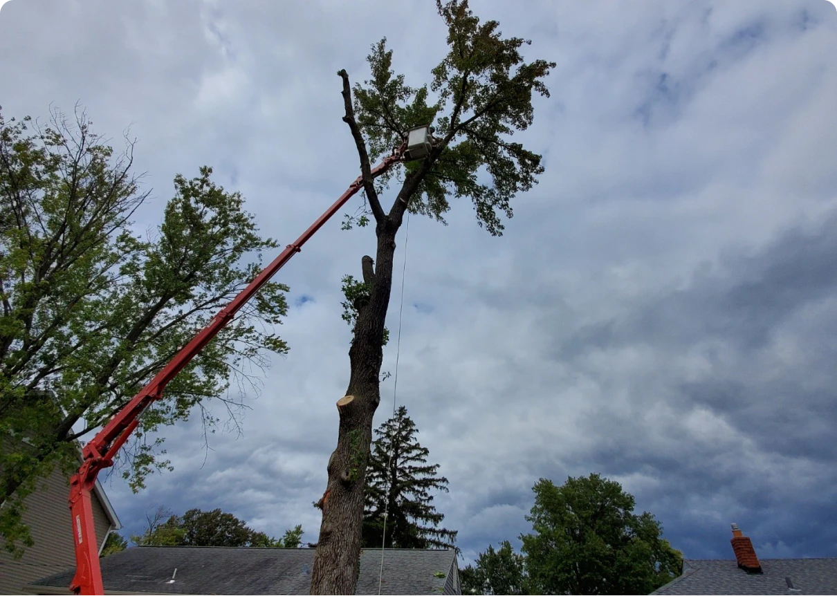 Crane lifting worker for tree pruning
